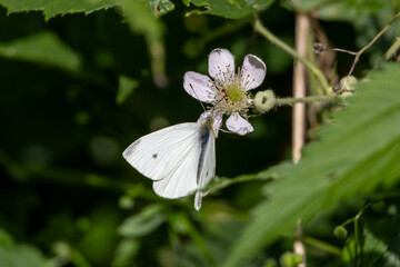 white butterfly on a flower