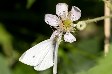 white butterfly on a flower