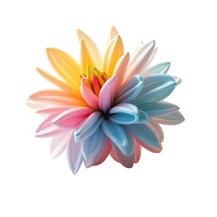 Fototapeta premium Vibrant multicolored dahlia flower against a black background.