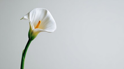 Single white calla lily on light gray background