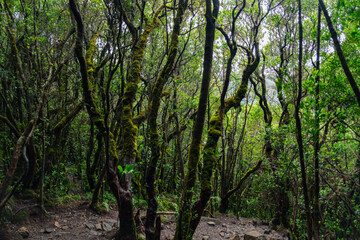 Lush Forest With Moss-Covered Trees and Dense Greenery in a Natural Setting