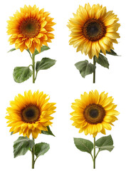 Four vibrant sunflowers isolated on transparent background, showcasing their bright yellow petals and natural beauty