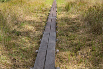 Wooden hiking trail crossing a marsh in woold, netherlands