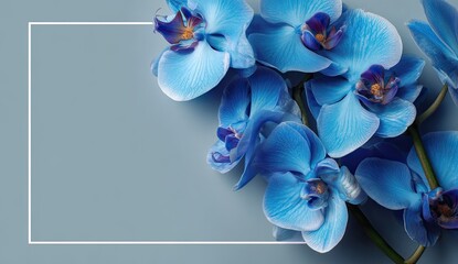 Blue Orchids on a Light Gray Background