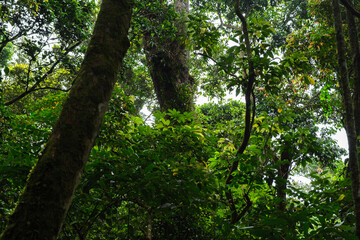Lush Green Rainforest Canopy With Tall Trees and Dense Vegetation