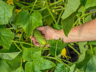 A person's hand harvests a ripe cucumber from a thriving garden.