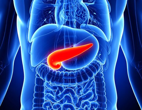 Human pancreas anatomy graphic