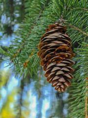 Detailed shot of a pine cone on a branch with blurred background, a beautiful nature image.