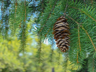 Detailed view of a pine cone hanging from a branch with lush green needles.