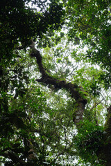 Lush Green Forest Canopy with Sunlight Streaming Through the Leaves