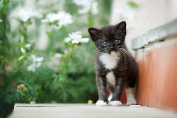 cute black tuxedo kitten standing outdoors in summer