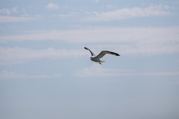 seagull in the sky