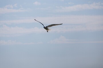 Obraz premium seagull in the sky