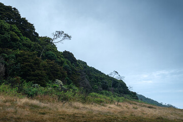 Scenic View of Lush Green Forest Edge Under an Overcast Sky
