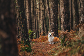 A beautiful ginger Corgi is walking through a foggy autumn forest