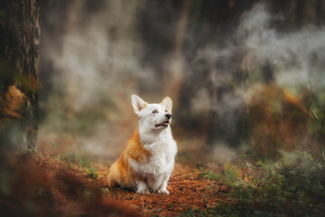 A beautiful ginger Corgi is walking through a foggy autumn forest
