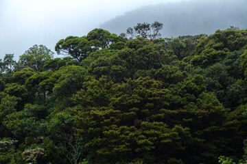 Lush Green Canopy of a Vibrant Forest in Misty Conditions