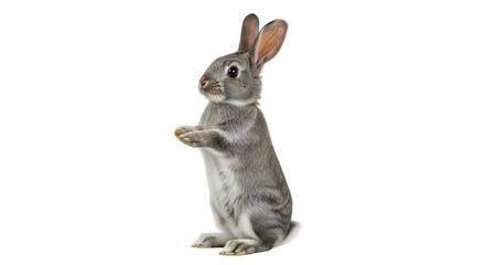 Isolated Gray Bunny Standing Upright