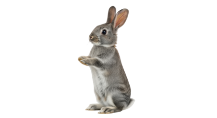 Isolated Gray Bunny Standing Upright