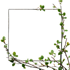 Fototapeta premium Spring branches frame black background