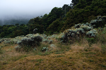 Javanese edelweiss Mist-Covered Vegetation on a Serene Hillside