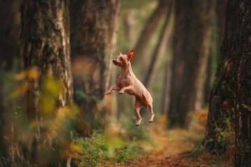A beautiful hairless Xoloitzcuintli dog wrapped in a blanket is walking through an autumn forest