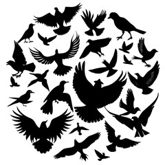 black and white birds