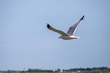 Obraz premium seagull in the sky