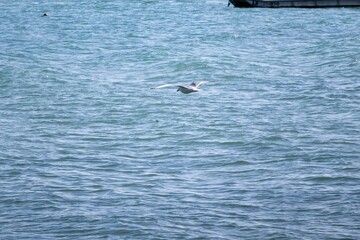 seagull in the sea