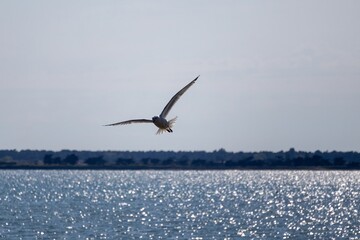 seagull flying over the sea