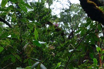 Lush Greenery of a Dense Forest with Sunlight Filtering Through Trees