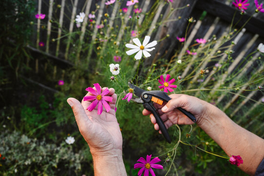 Hands of man pruning flowers in garden