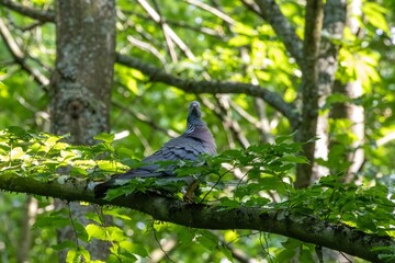 bird on a tree