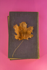 Maple leaves lie on an old book against a pink background.