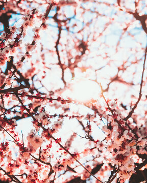 View of delicate pink cherry blossoms bursting into life against a soft blue sky, illuminated by the sun, Kinshi Park, Sumida City, Tokyo, Japan.