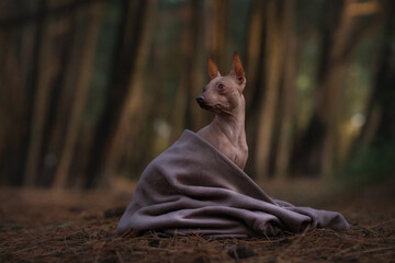 A beautiful hairless Xoloitzcuintli dog wrapped in a blanket is walking through an autumn forest