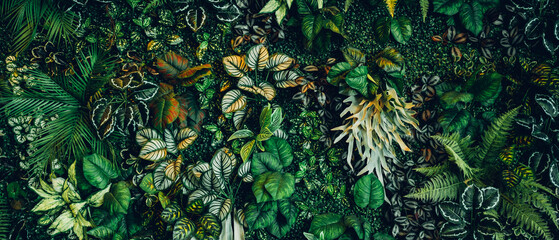 Close up group of background tropical green leaves texture and abstract background. Tropical leaf nature concept.