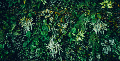 Close up group of background tropical green leaves texture and abstract background. Tropical leaf nature concept.