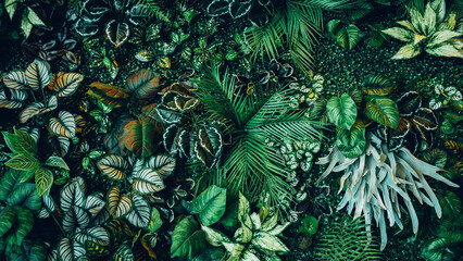 Close up group of background tropical green leaves texture and abstract background. Tropical leaf nature concept.