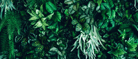 Close up group of background tropical green leaves texture and abstract background. Tropical leaf nature concept.