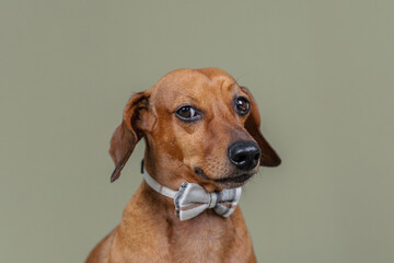 Dog in bow tie standing on green background for confidence or fashion theme