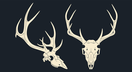 Two majestic deer antlers and skulls presented in an artistic natural history illustration style on a dark background