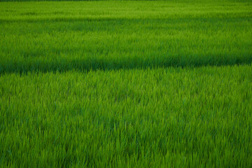 規則正しく脈打つ、育ちゆく土地の鼓動