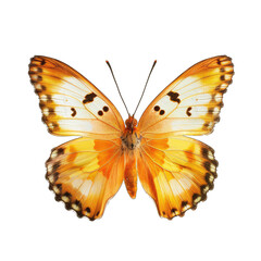 Fototapeta premium Close-up of an orange and white butterfly