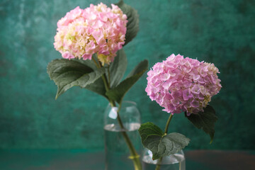 pink hydrangea  flowers in a vase