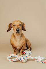 Dachshund with colorful rope toy sitting on beige background for pet product and marketing concept