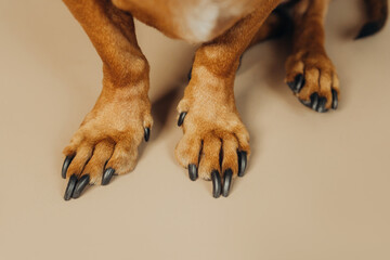 Dachshund paw detail on beige background for pet anatomy and veterinary concept