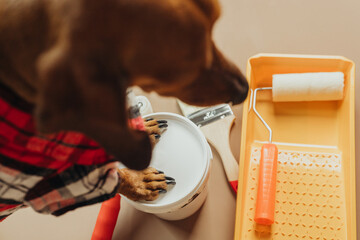 Dog paws holding paint bucket, concept dog DIY home improvement assistant