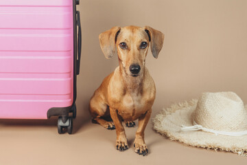 Dachshund with pink suitcase and summer hat on beige background, concept vacation travel pet holiday