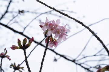 magnolia tree blossom